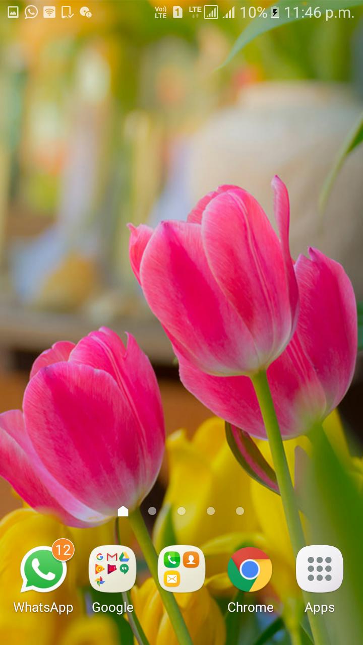 Tulips Live Wallpaper