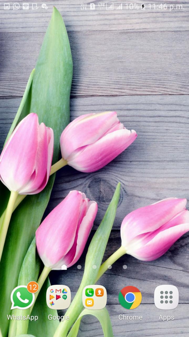 Tulips Live Wallpaper