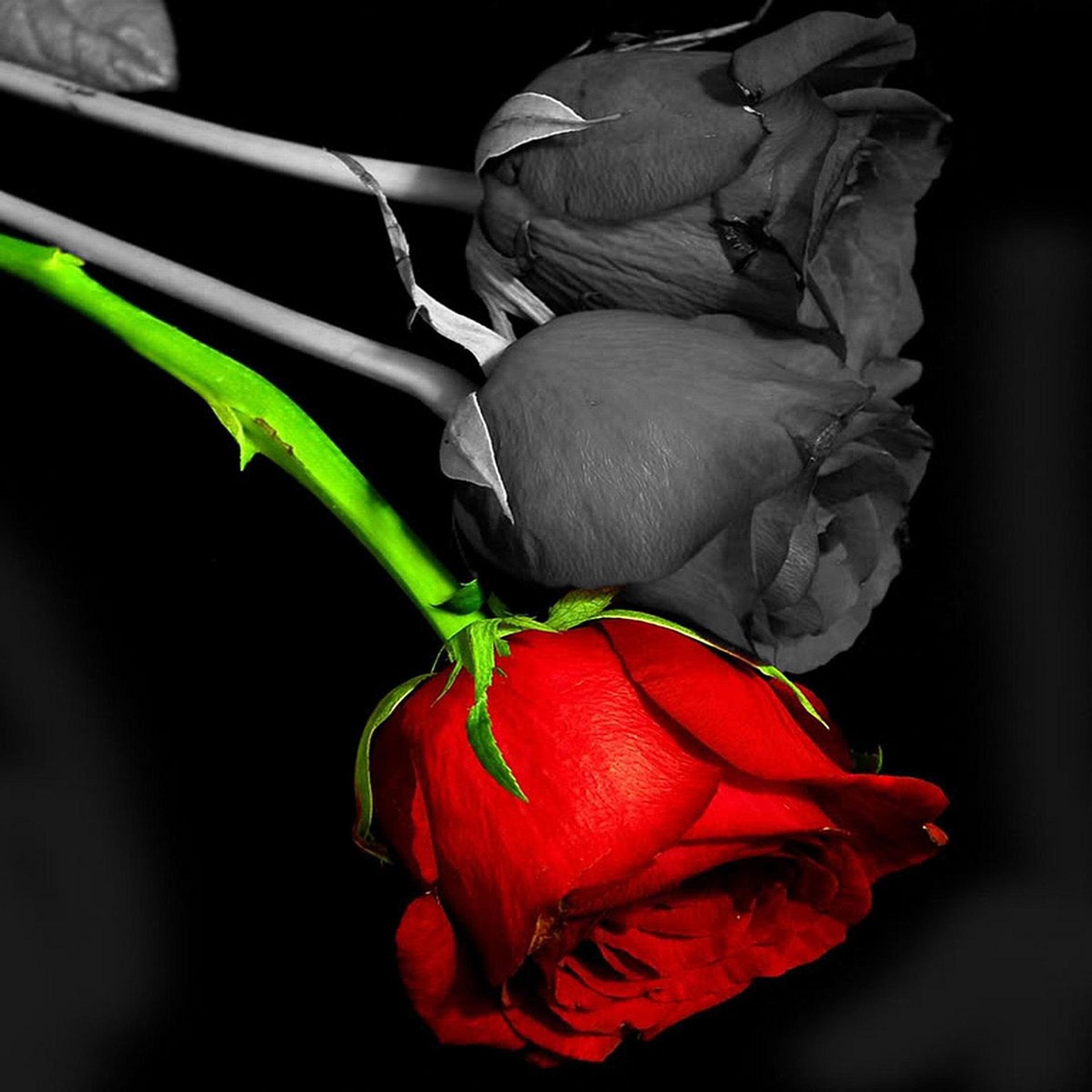 Rose Live Wallpapers