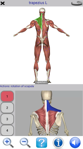 Visual Anatomy Lite