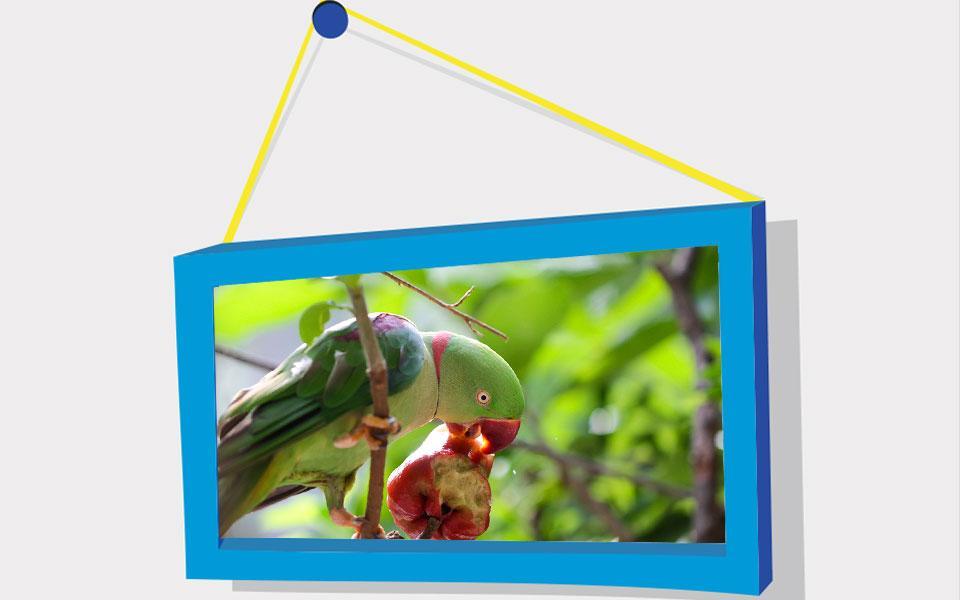 Picture Puzzle: Birds