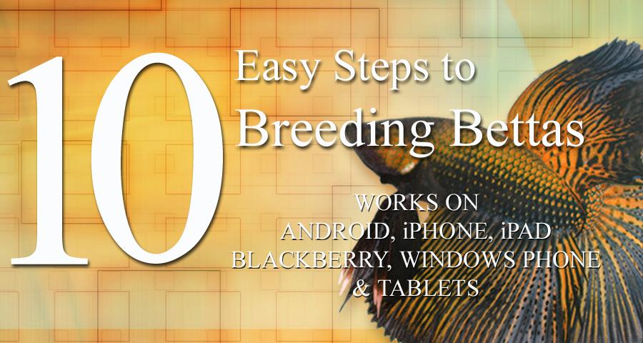 10 Easy Steps to Breed Bettas