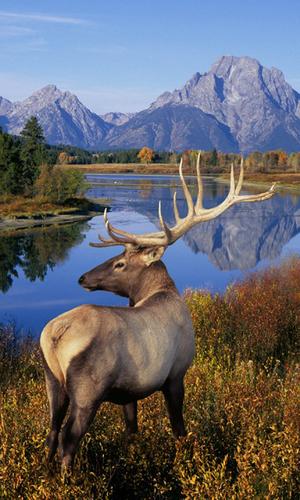 Deer wallpapers