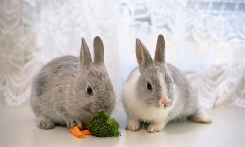 Cute rabbits wallpapers