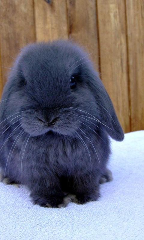 Cute rabbits wallpapers