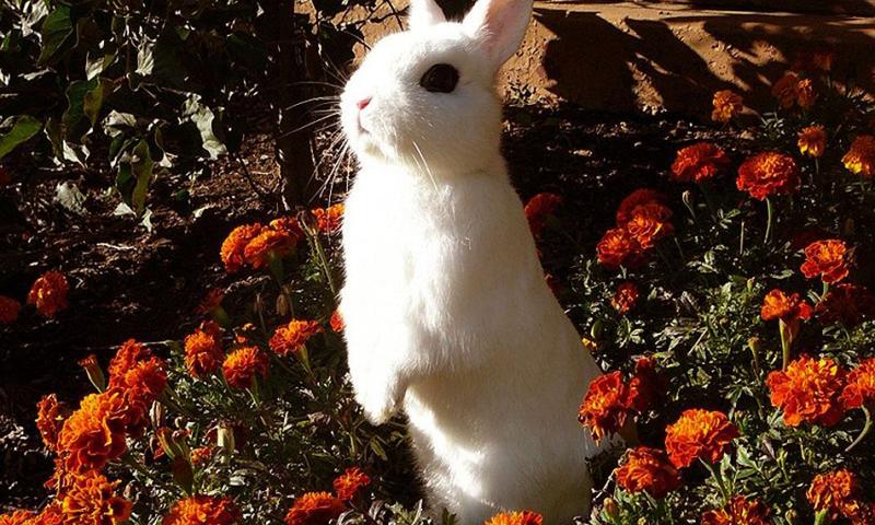 Cute rabbits wallpapers