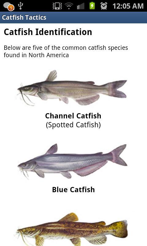 Catfish Tactics & Secret Baits