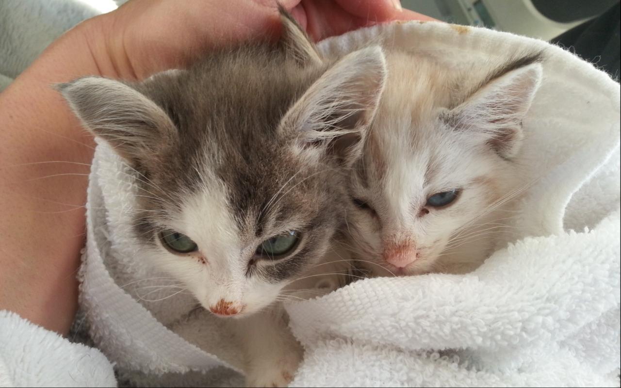 Jigsaw Puzzles: Cute Cats