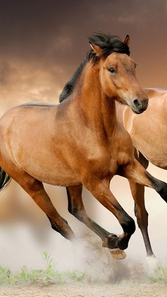 Horse Pictures Live Wallpaper