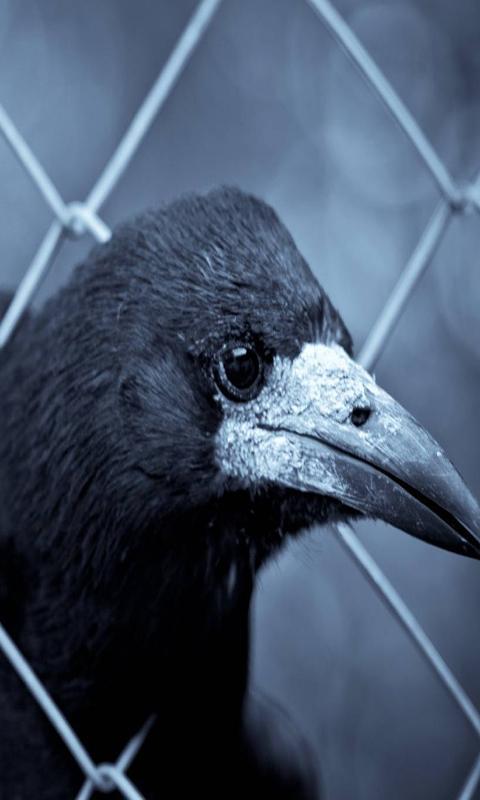 Raven Live Wallpaper