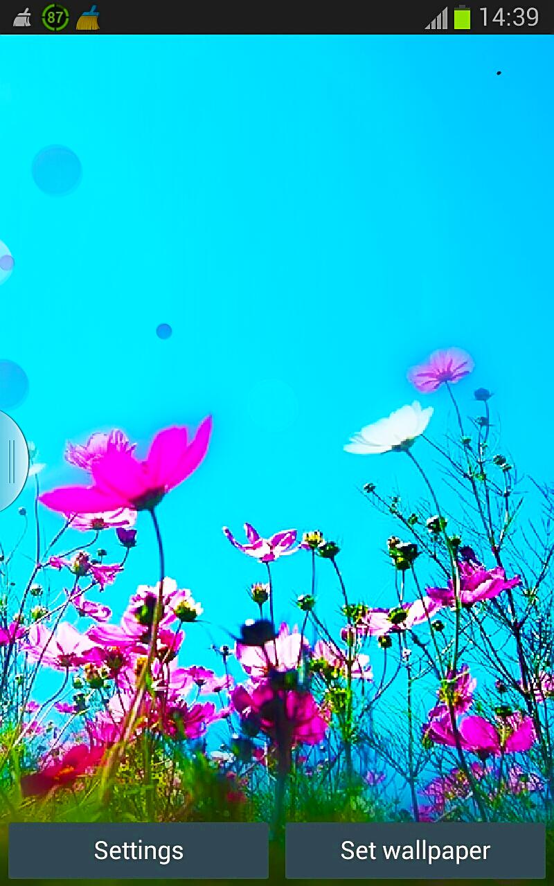 Summer n Flowers HD Wallpaper