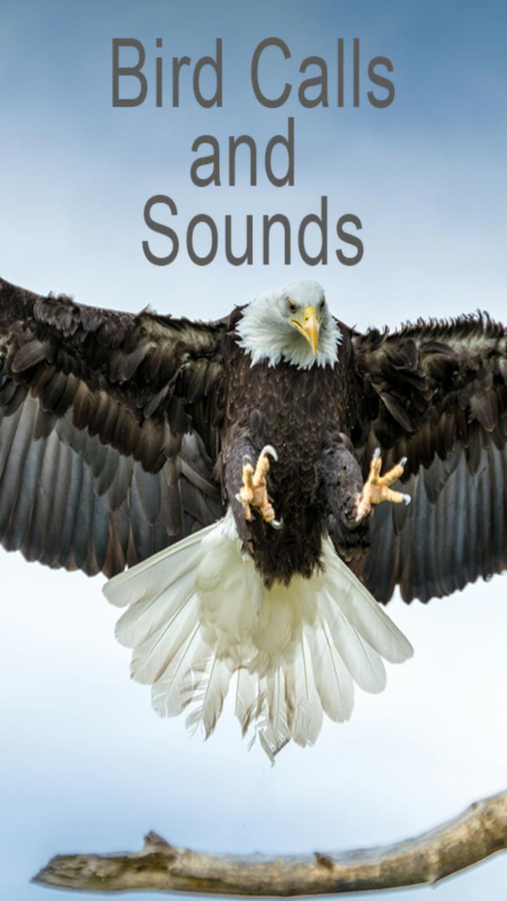 Bird Calls and Sounds