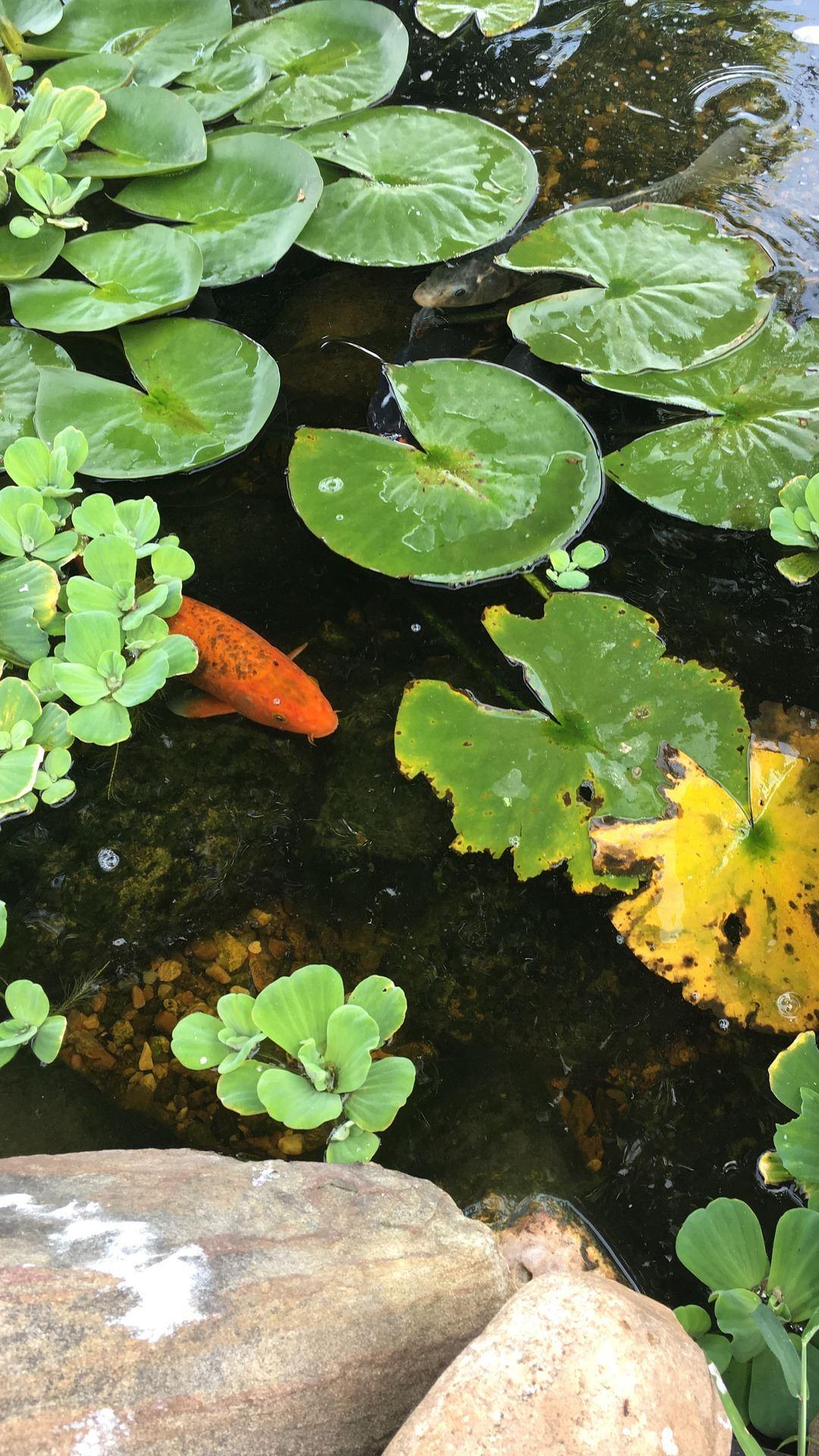 Magic Touch: Realistic Koi Liv