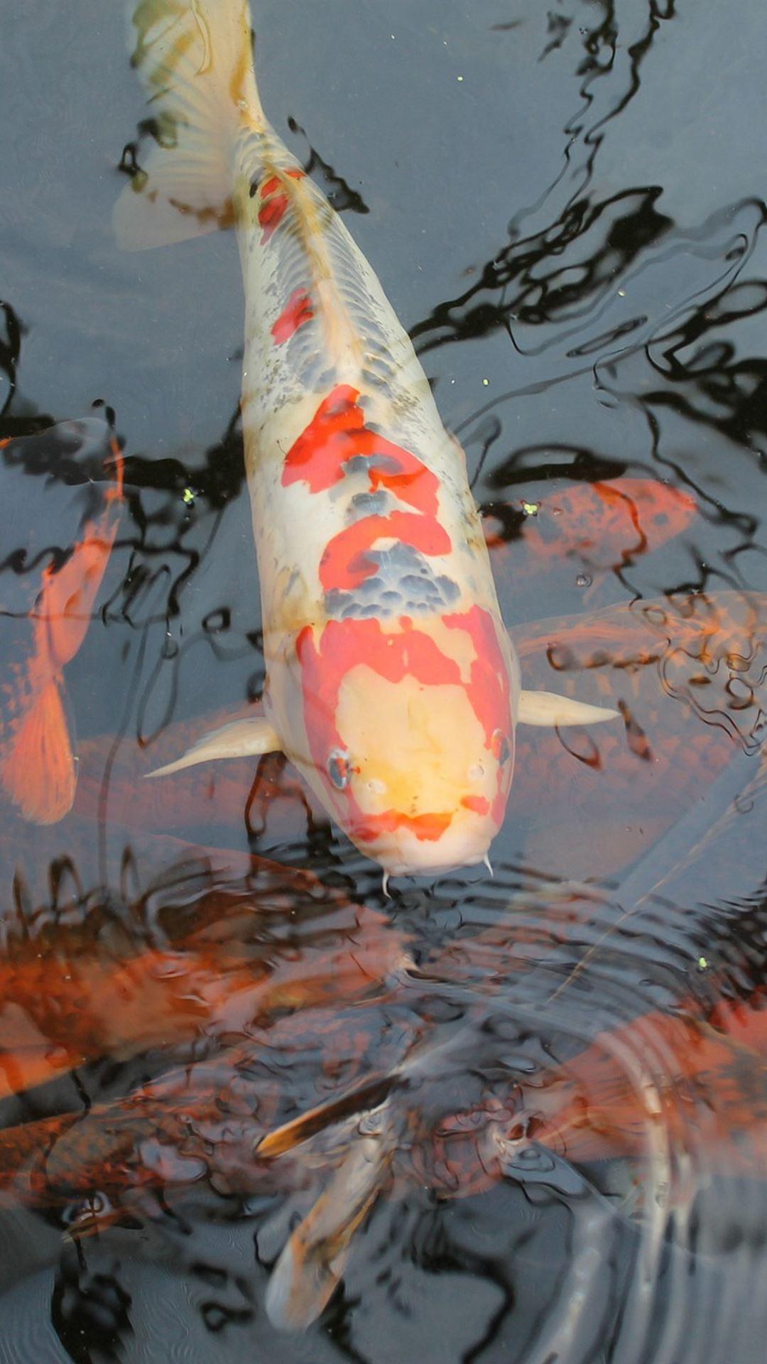 Magic Touch: Realistic Koi Liv