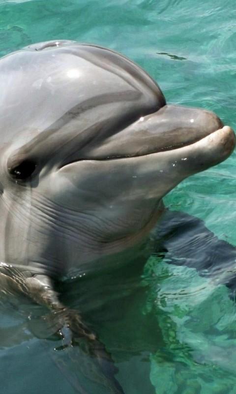 Fish Wallpaper HD Free