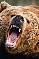 How To Draw Bear Animal