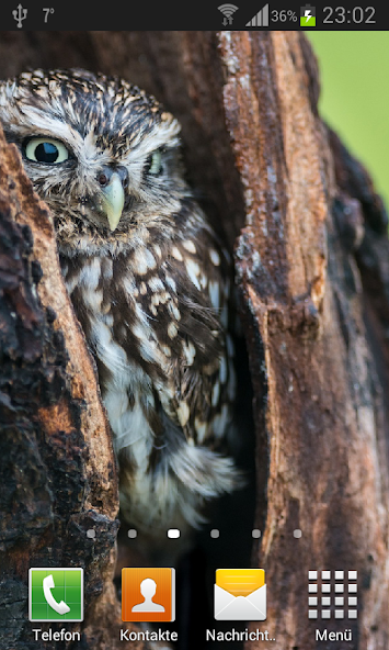 Owls Live Wallpaper
