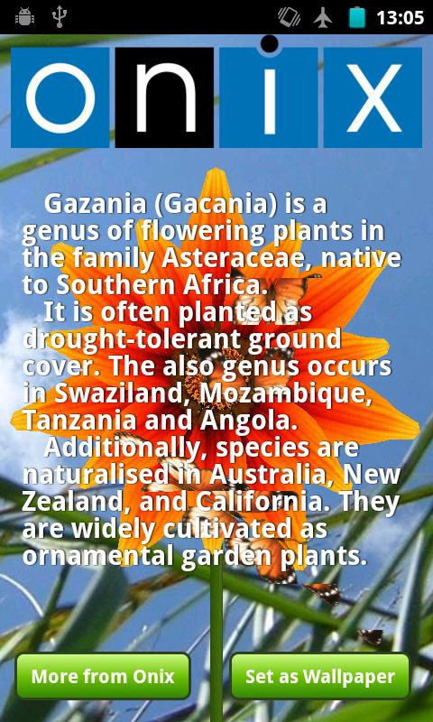 Onix Flowers. Summer.