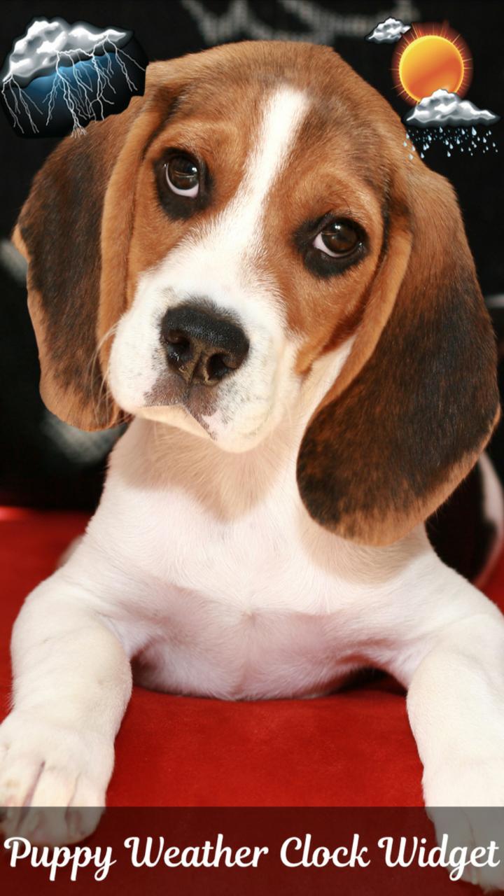 Puppy Weather Clock Widget