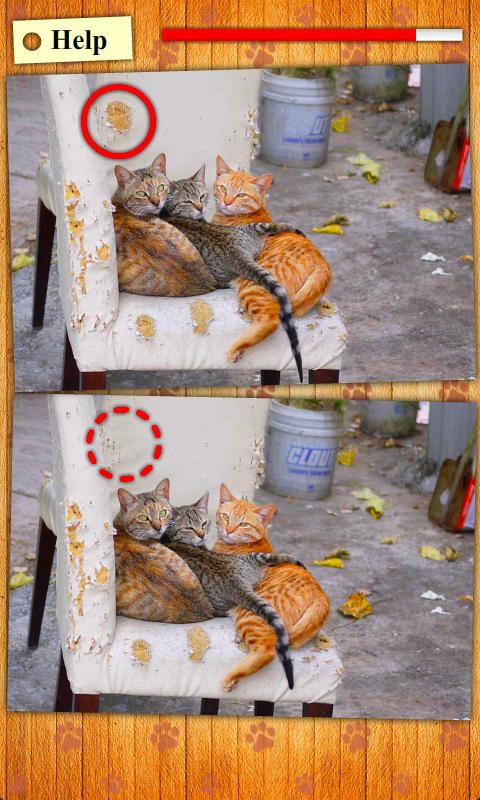 Find Photo Differences - Cats