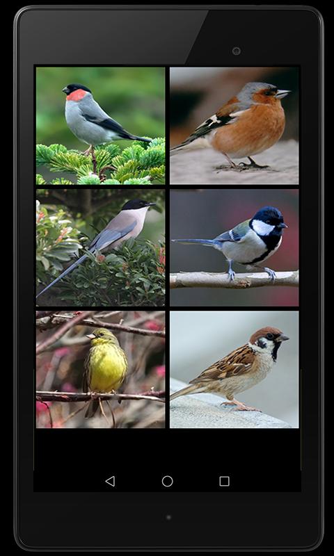 Birds Sounds 2 Passerine