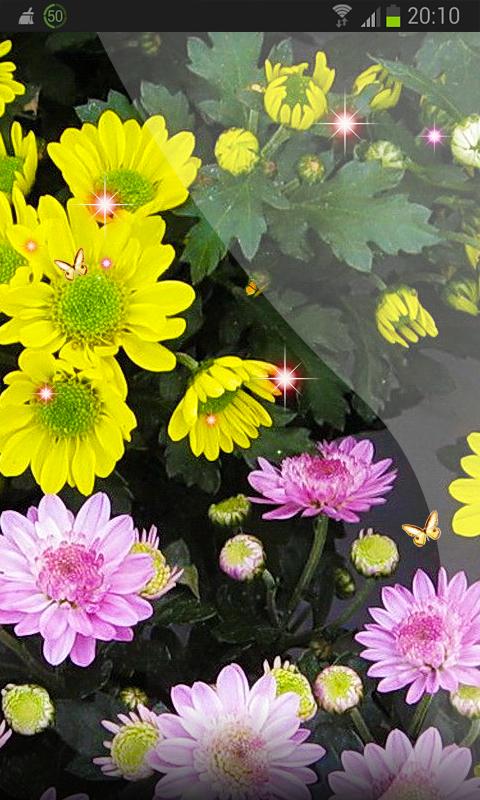 Summer Colours Fun HD LWP