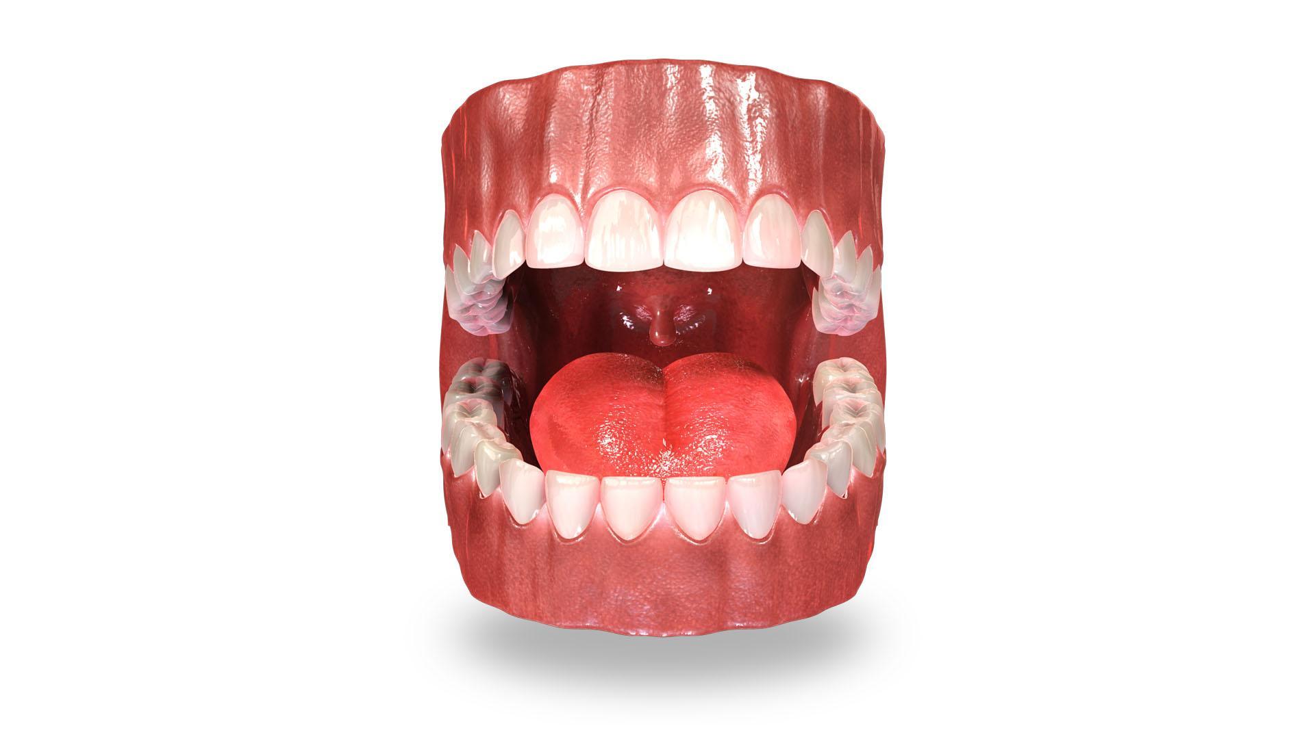 VR Teeth Anatomy