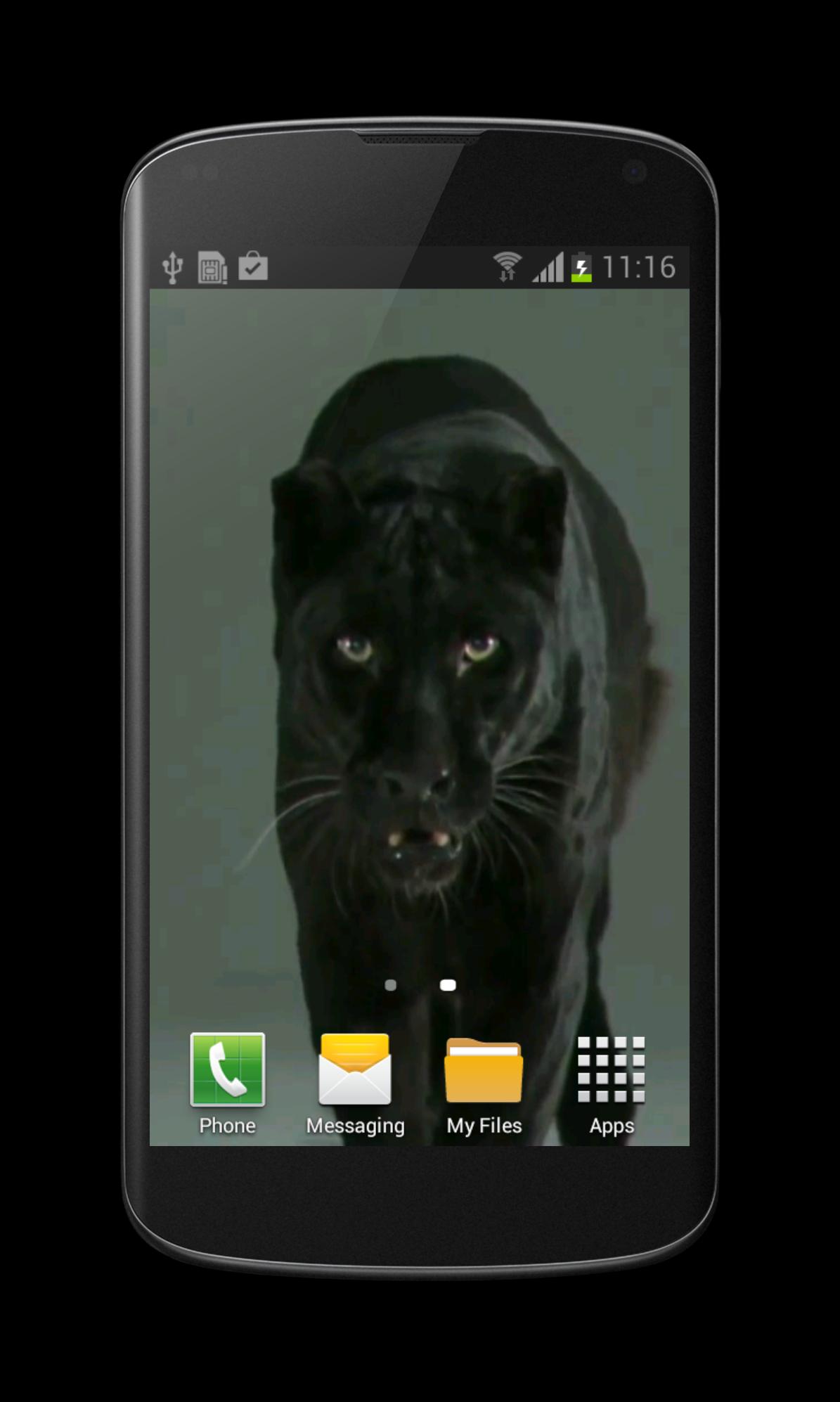 Puma Cat Video Wallpaper