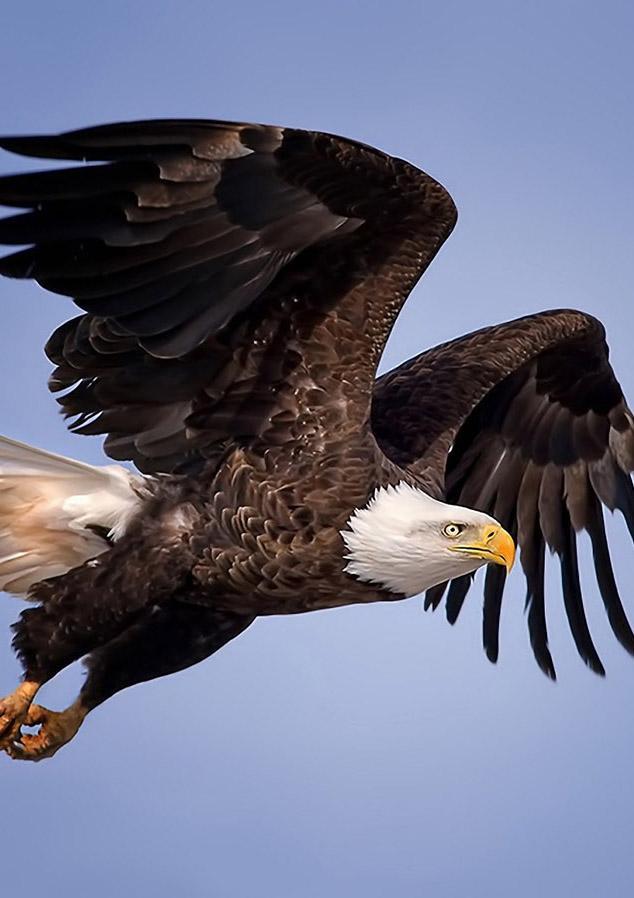 Eagle HD Wallpaper